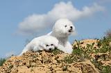 BICHON FRISE 304